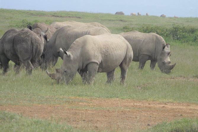 7 Days Amboseli-Lake Naivasha-Lake Nakuru & Masai Mara - Day 4: Rhinos, flamingos, and big cats at Lake Nakuru
