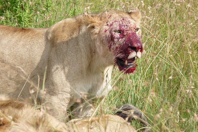7 Days Amboseli-Lake Naivasha-Lake Nakuru & Masai Mara - Day 5: The long road to Maasai Mara