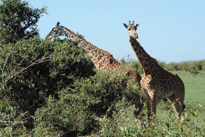 7 Days Amboseli-Lake Naivasha-Lake Nakuru & Masai Mara - Day 7: Maasai culture and the return to Nairobi