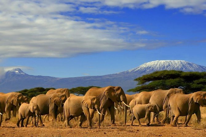 7 Days Amboseli, Naivasha, Maasai Mara and Lake Nakuru game parks - Four parks and one busy week