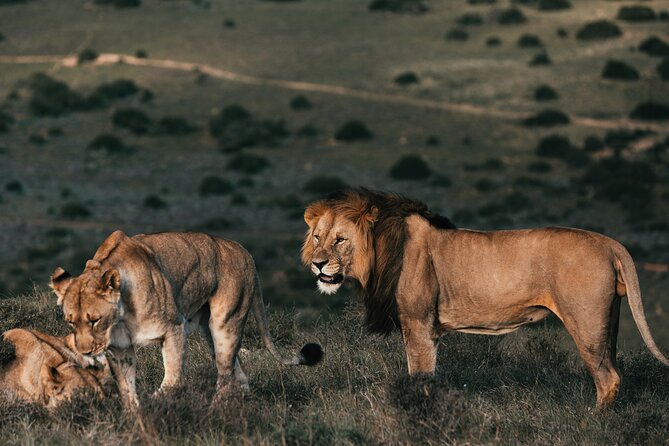 7 Days Best of Kenya Wildlife Safari - Day 1: Nairobi to Maasai Mara