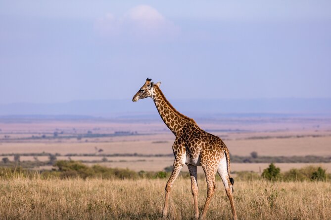 7 Days Best of Kenya Wildlife Safari - Days 5 and 6: Amboseli beneath Mount Kilimanjaro