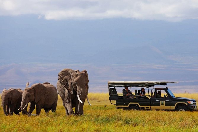 7 Days Breathtaking Kenya Wildlife Private Safari - Day 2: Kilimanjaro at sunrise and a full Amboseli safari