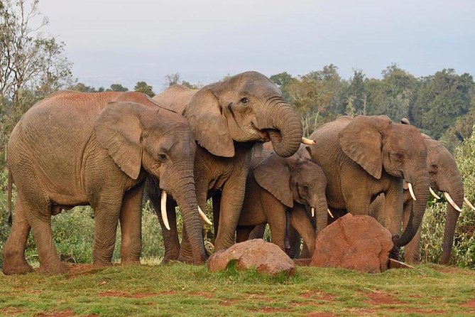 7 Days Breathtaking Kenya Wildlife Private Safari - Day 6: A full Maasai Mara day