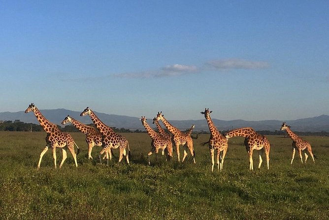 7 days Group Safari Masai Mara Lake Nakuru Hells gate & Amboseli - Day 2: A full day in Maasai Mara