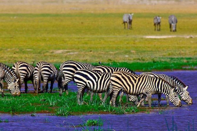 7 Days Into the Wild Wonder : Lodge Safari with Private 4x4 JEEP - Day 3: Rhinos and birds at Lake Nakuru