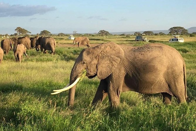 7 Days Into the Wild Wonder : Lodge Safari with Private 4x4 JEEP - Day 4: A slower afternoon at Lake Naivasha