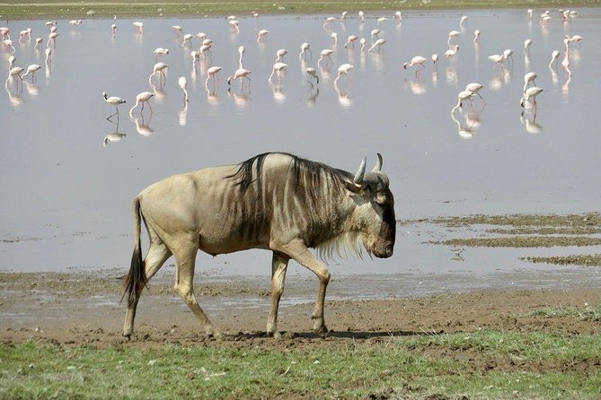 7 Days Into the Wild Wonder : Lodge Safari with Private 4x4 JEEP - Day 5: Across Kenya to Amboseli