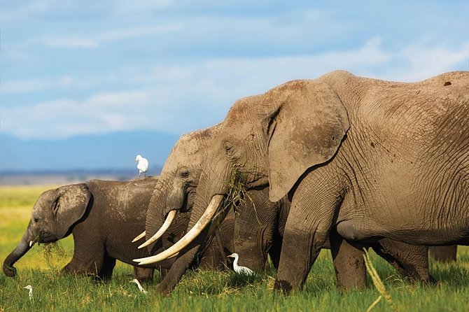 7 Days Into the Wild Wonder : Lodge Safari with Private 4x4 JEEP - Day 6: A full day with Amboseli’s elephants