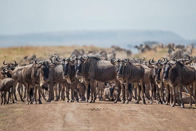 7 Days Kenya Luxury Safaris - Masai Mara NR, Amboseli NP and Lake Nakuru NP - Day 1: Nairobi arrival and a gentle start