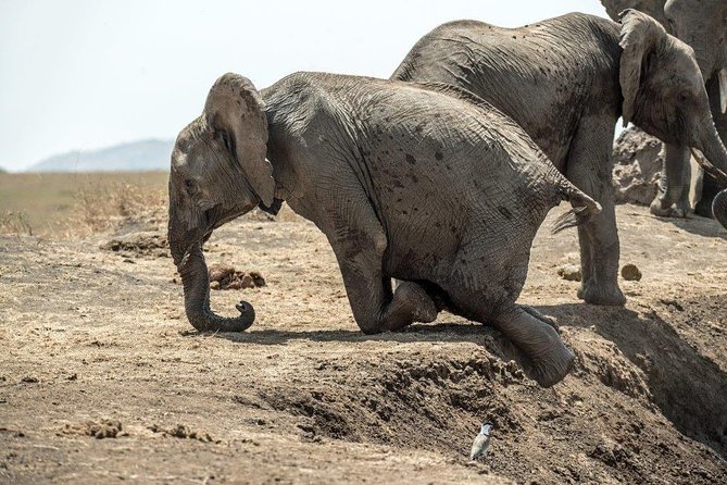 7 Days Kenya Luxury Safaris - Masai Mara NR, Amboseli NP and Lake Nakuru NP - Day 4: Lake Nakuru for rhinos and birds