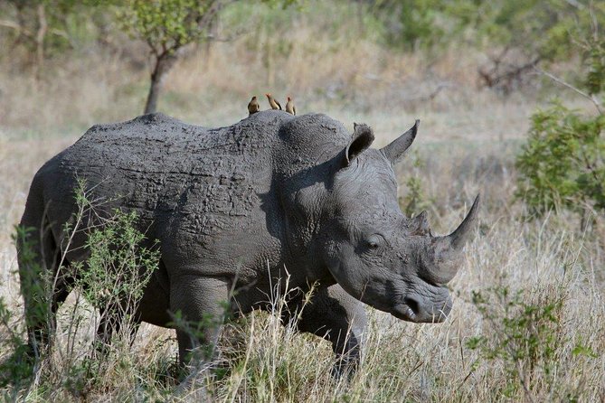 7 Days Kenya Luxury Safaris - Masai Mara NR, Amboseli NP and Lake Nakuru NP - Day 5: Entering the Maasai Mara
