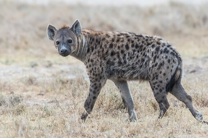 7-Days Kenya Safari Samburu, Aberdare, Lake Nakuru, & Maasai Mara - What this seven-day Kenya safari is really offering