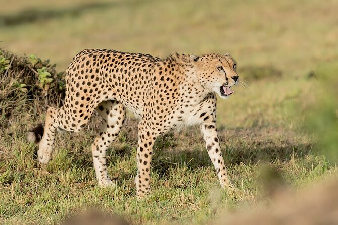 7-Days Kenya Safari Samburu, Aberdare, Lake Nakuru, & Maasai Mara - Day 3: Aberdare and a very different kind of game viewing
