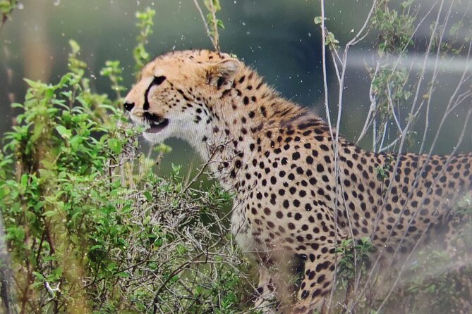7 Days Kenyan Safaris - Key points at a glance