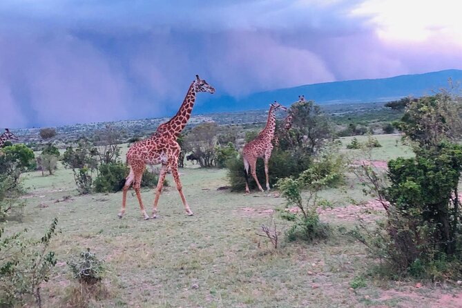 7 Days Kenyan Safaris - A Maasai village visit with real cultural context