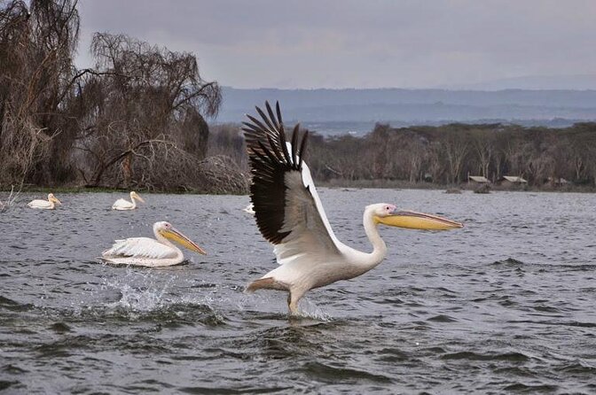 7 Days maasai mara - lake nakuru - lake naivasha- amboseli safari. - Key points to know before booking