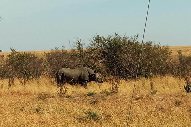 7 Days maasai mara - lake nakuru - lake naivasha- amboseli safari. - Day 3: Leaving the Mara for Lake Nakuru
