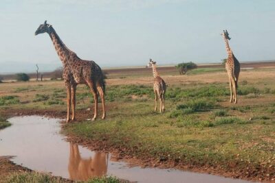 7 Days maasai mara – lake nakuru – lake naivasha- amboseli safari.