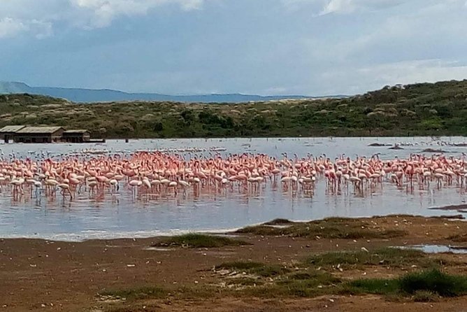 7 Days maasai mara - lake nakuru - lake naivasha- amboseli safari. - Day 4: Rhinos, birds, and Lake Naivasha