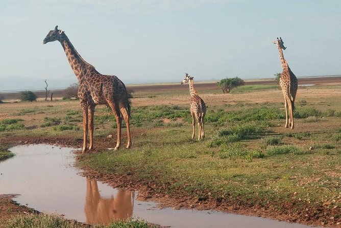 7 Days maasai mara - lake nakuru - lake naivasha- amboseli safari. - Day 2: A full day on the Mara
