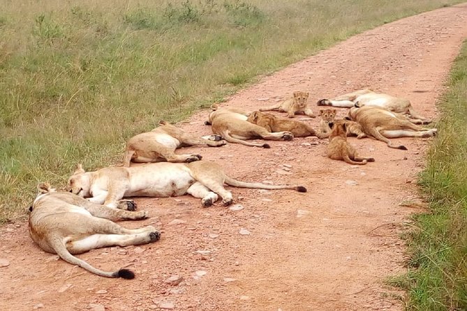 7 Days Maasai Mara, Lakes Nakuru, Naivasha & Amboseli Group Tour - Why this seven-day route works