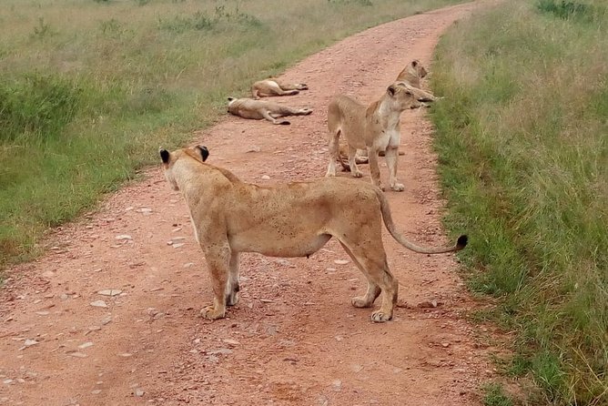 7 Days Maasai Mara, Lakes Nakuru, Naivasha & Amboseli Group Tour - Day 4: Rhinos, flamingos, and optional Naivasha time