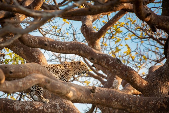 7 Days Maasai Mara, Lakes Nakuru, Naivasha & Amboseli Group Tour - Day 7: Final Amboseli drive and return to Nairobi