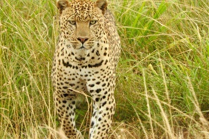 7 Days Maasai Mara National park , Amboseli parks and Nakuru safaris - Why this Kenya route works