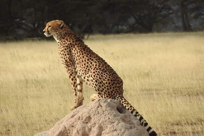 7 Days Maasai Mara National park , Amboseli parks and Nakuru safaris - Day 4: Crossing into Maasai Mara country