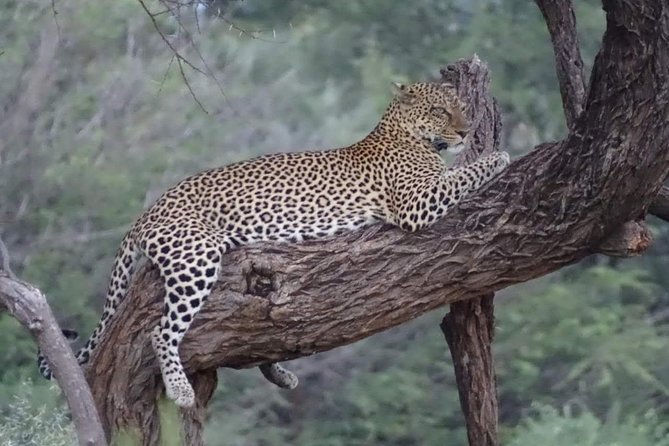 7 Days Maasai Mara National park , Amboseli parks and Nakuru safaris - Day 2: A fuller look at Amboseli’s wildlife