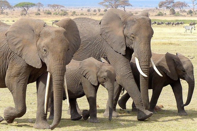 7 Days Mara/L.Naivasha/L.Nakuru/Amboseli - Day four, Lake Nakuru and Rift Valley views