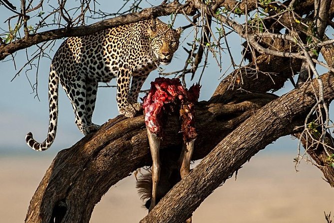 7 Days Mara/L.Naivasha/L.Nakuru/Amboseli - Day six, the main Amboseli safari day