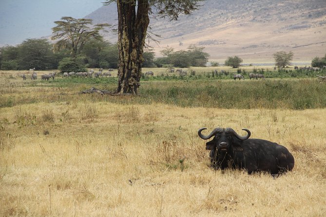 7 Days Mara/L.Naivasha/L.Nakuru/Amboseli - Day seven, the final drive to Nairobi