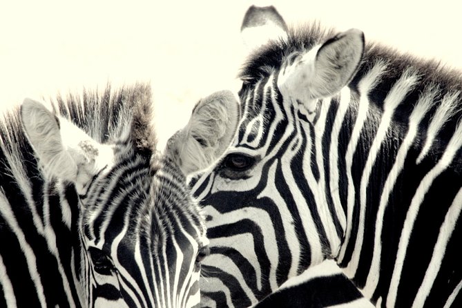 7 Days Masai Mara / Lake Nakuru / Lake Naivasha / Amboseli - Four Kenyan icons in seven days