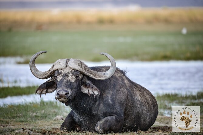 7 Days Masai Mara-Lk. Nakuru-Lk. Naivasha-Amboseli group Safari - Why this route works for a first Kenya safari