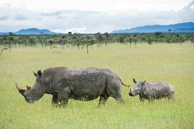 7 Days of Elephants, Rhinos & Big Five: The Best of Kenya Safari - Key points at a glance