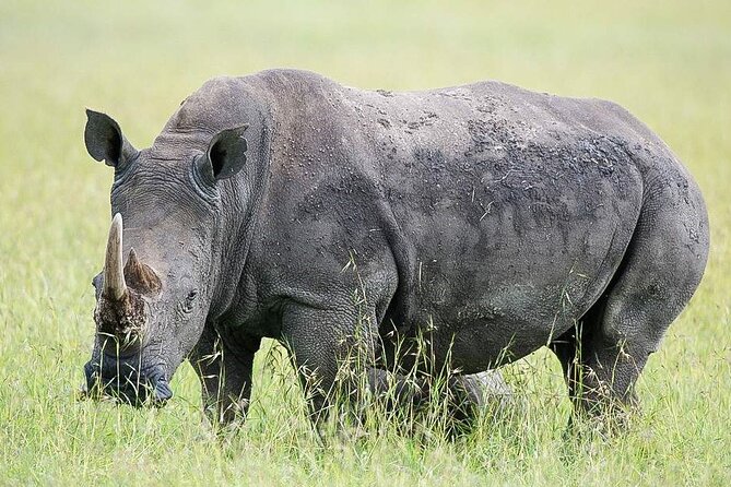 7 Days of Elephants, Rhinos & Big Five: The Best of Kenya Safari - Day 4: Freshwater, hippos and birds at Lake Naivasha