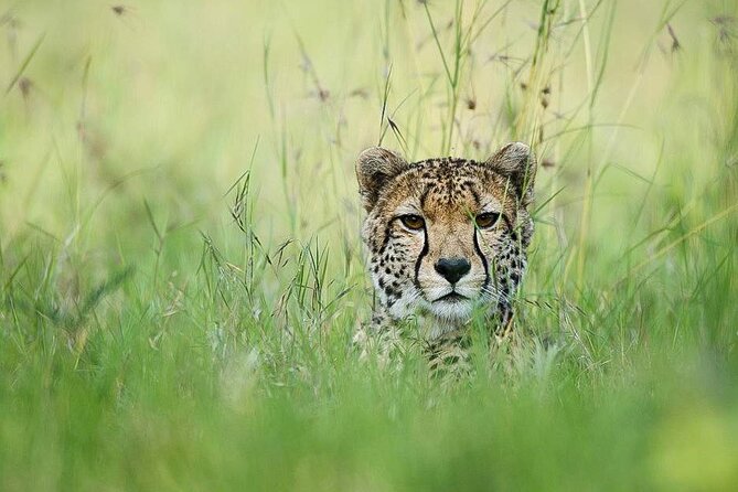 7 Days of Elephants, Rhinos & Big Five: The Best of Kenya Safari - Day 6: Elephants, wetlands and a flexible morning
