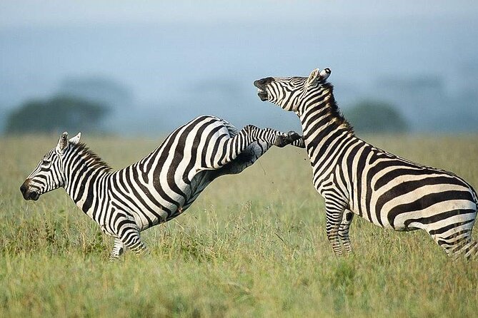 7 Days of Elephants, Rhinos & Big Five: The Best of Kenya Safari - Day 7: Back to Nairobi, with two optional add-ons