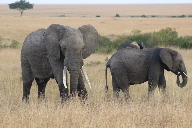 7 Days of Kenyan Wonders: A Mid-Range Safari Adventure - A seven-day route with a lot of Kenya in it