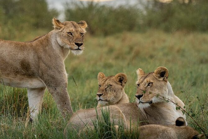 7 Days of Kenyan Wonders: A Mid-Range Safari Adventure - Day 5: From Nakuru to the Masai Mara