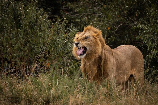 7 Days of Kenyan Wonders: A Mid-Range Safari Adventure - Day 7: A final cultural stop and the road back to Nairobi