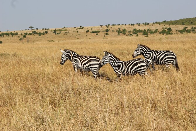 7 Days of Kenyan Wonders: A Mid-Range Safari Adventure - Day 1: Elephants and Kilimanjaro in Amboseli