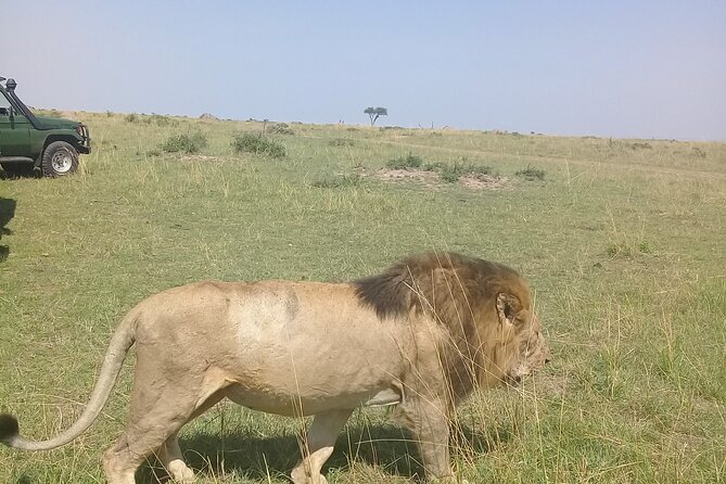 7 Days Private 4 star lodges Safari by LandCruiser from Nairobi - Day 1: Nairobi to Maasai Mara via the Rift Valley