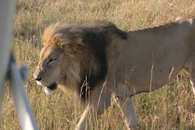 7 Days Private 4 star lodges Safari by LandCruiser from Nairobi - Why the pop-top LandCruiser matters