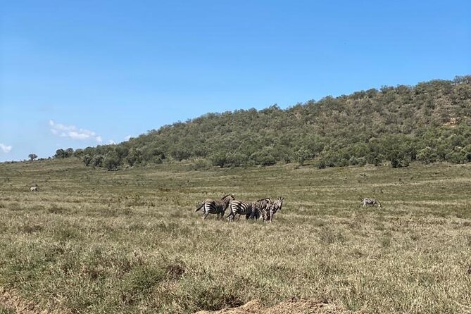 7 Days Private safari to 4 Star lodges using a Jeep - Day 3: Leaving the Mara for Nakuru