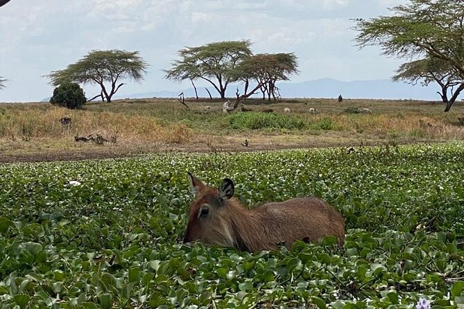7 Days Private safari to 4 Star lodges using a Jeep - Day 7: Observation Hill and the road back to Nairobi