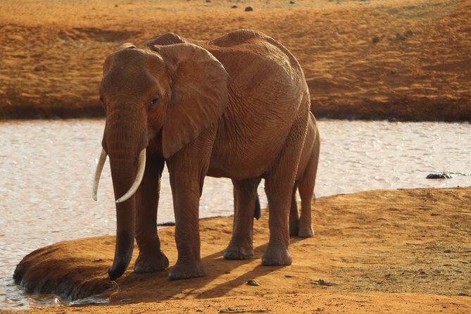 7 Days Safari to Maasai Mara, Nakuru, Naivasha and Amboseli - Day 2: A full ten hours in Maasai Mara