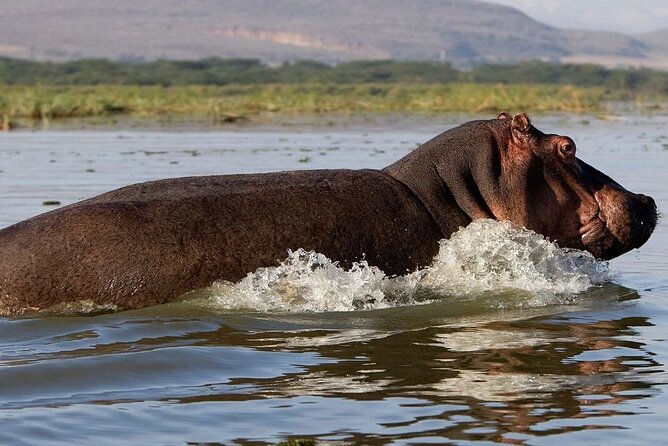 7 Days Safari to Maasai Mara, Nakuru, Naivasha and Amboseli - Day 6: The best chance for Kilimanjaro views